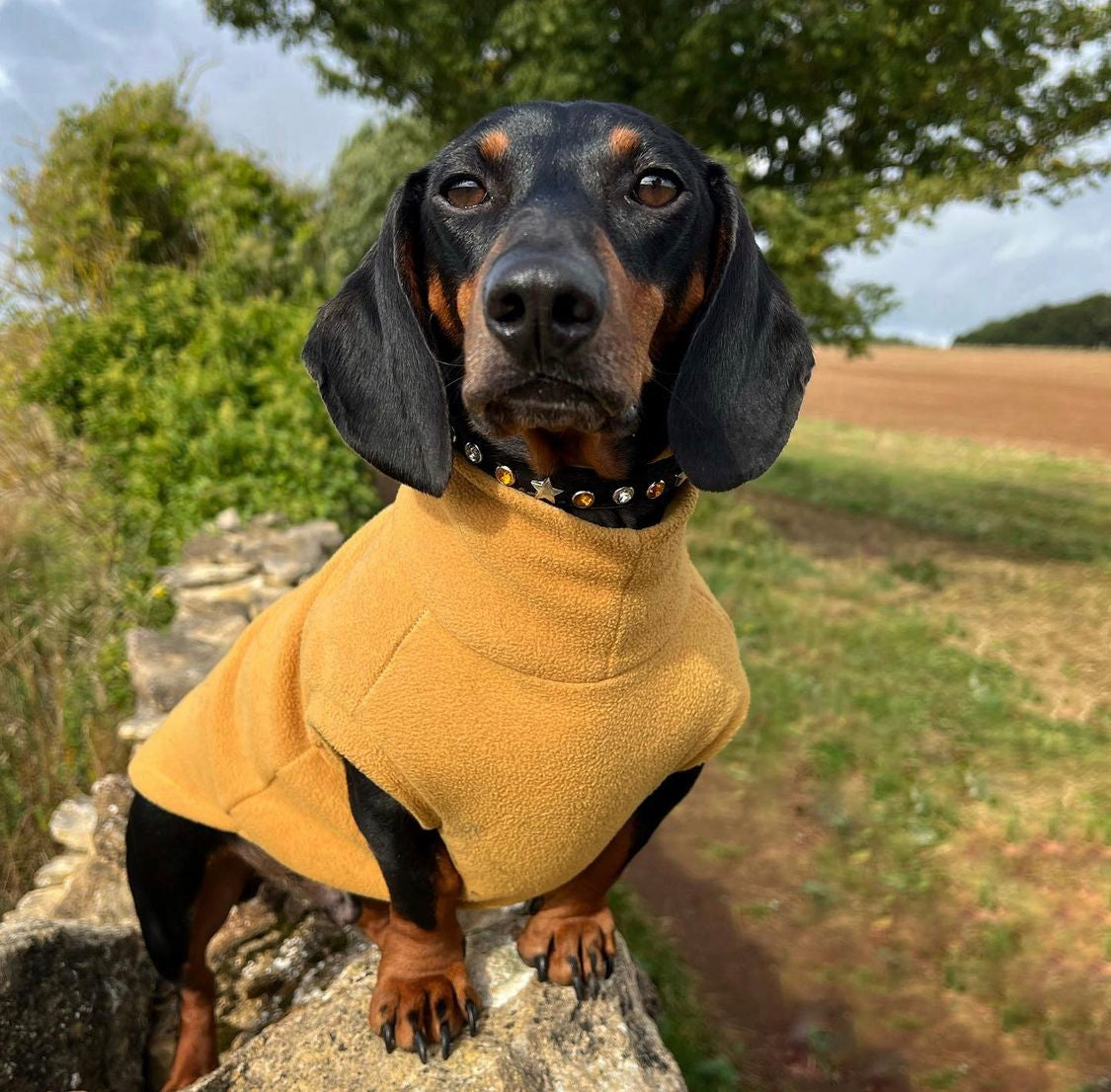 Mini Dachshund fleece image 1