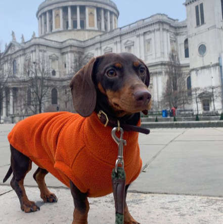 Mini Dachshund fleece image 3