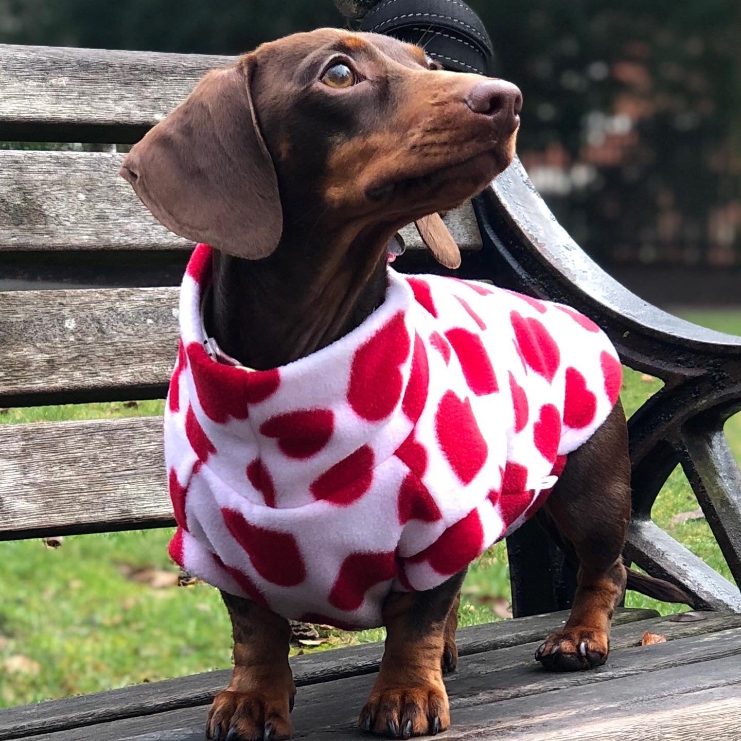 Extra small dachshund fleece valentines special