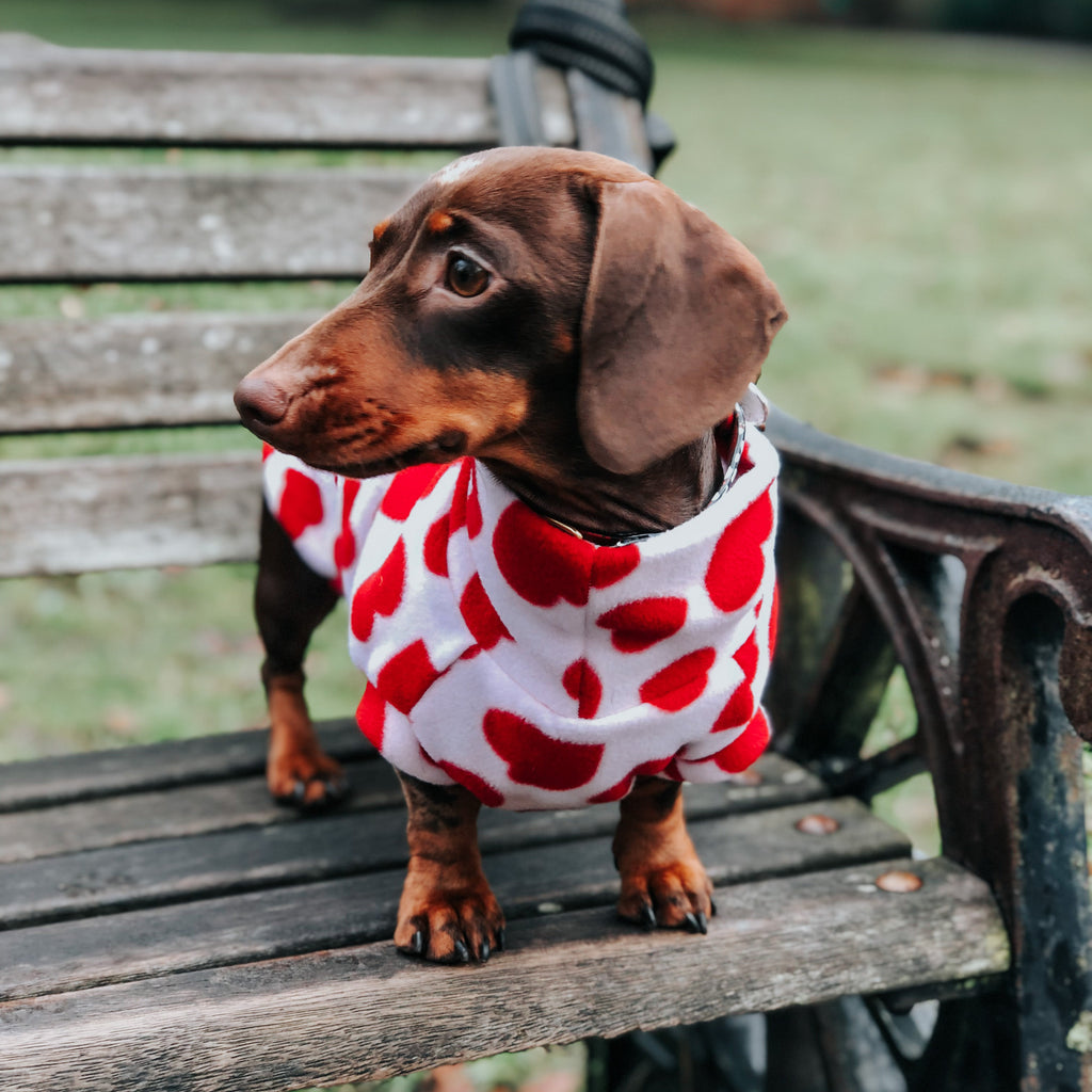 Mini dachshund fleece valentines special