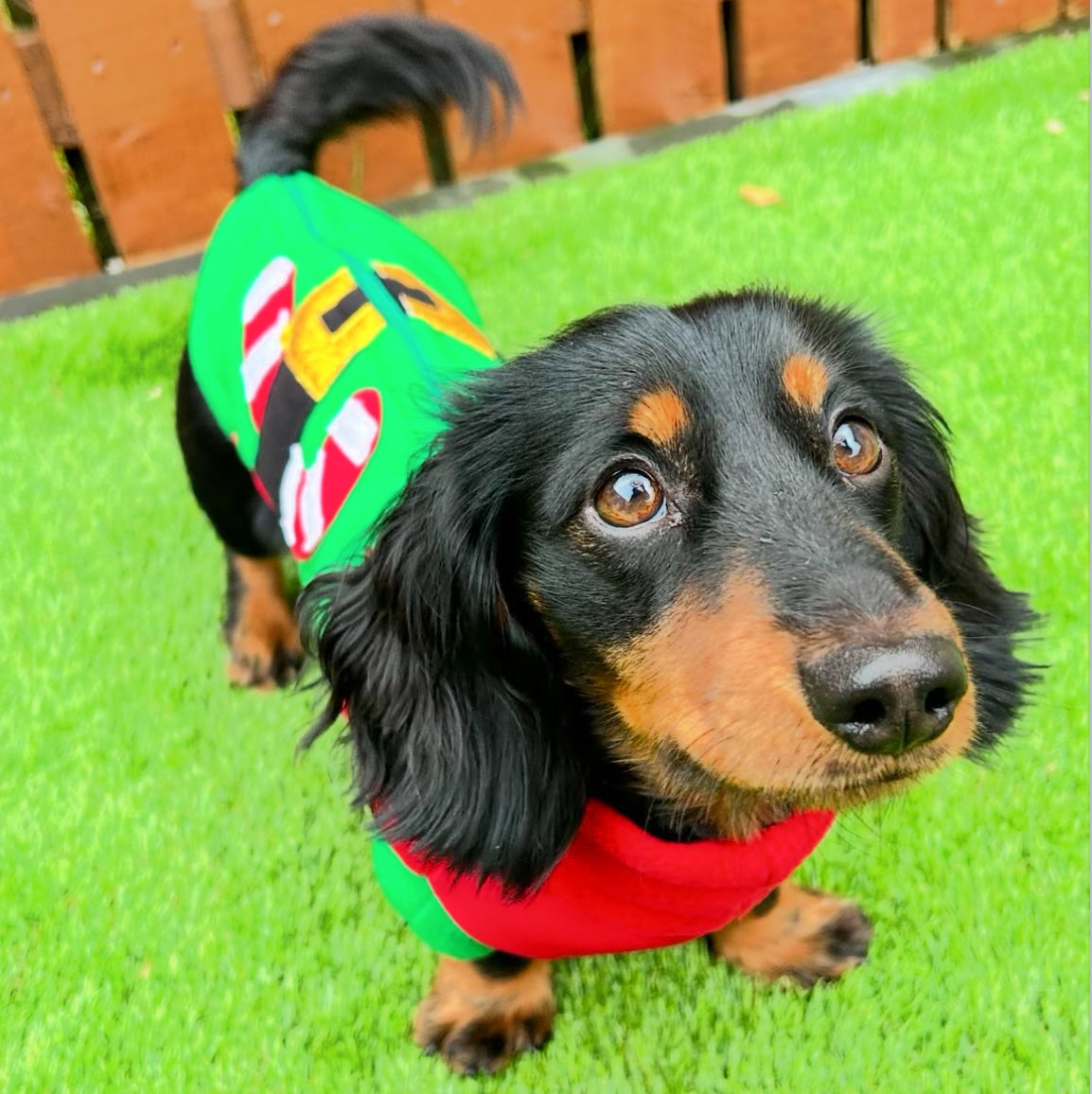 Mini dachshund fleece elf