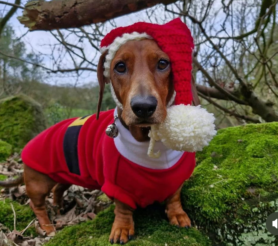 Mini dachshund fleece Santa