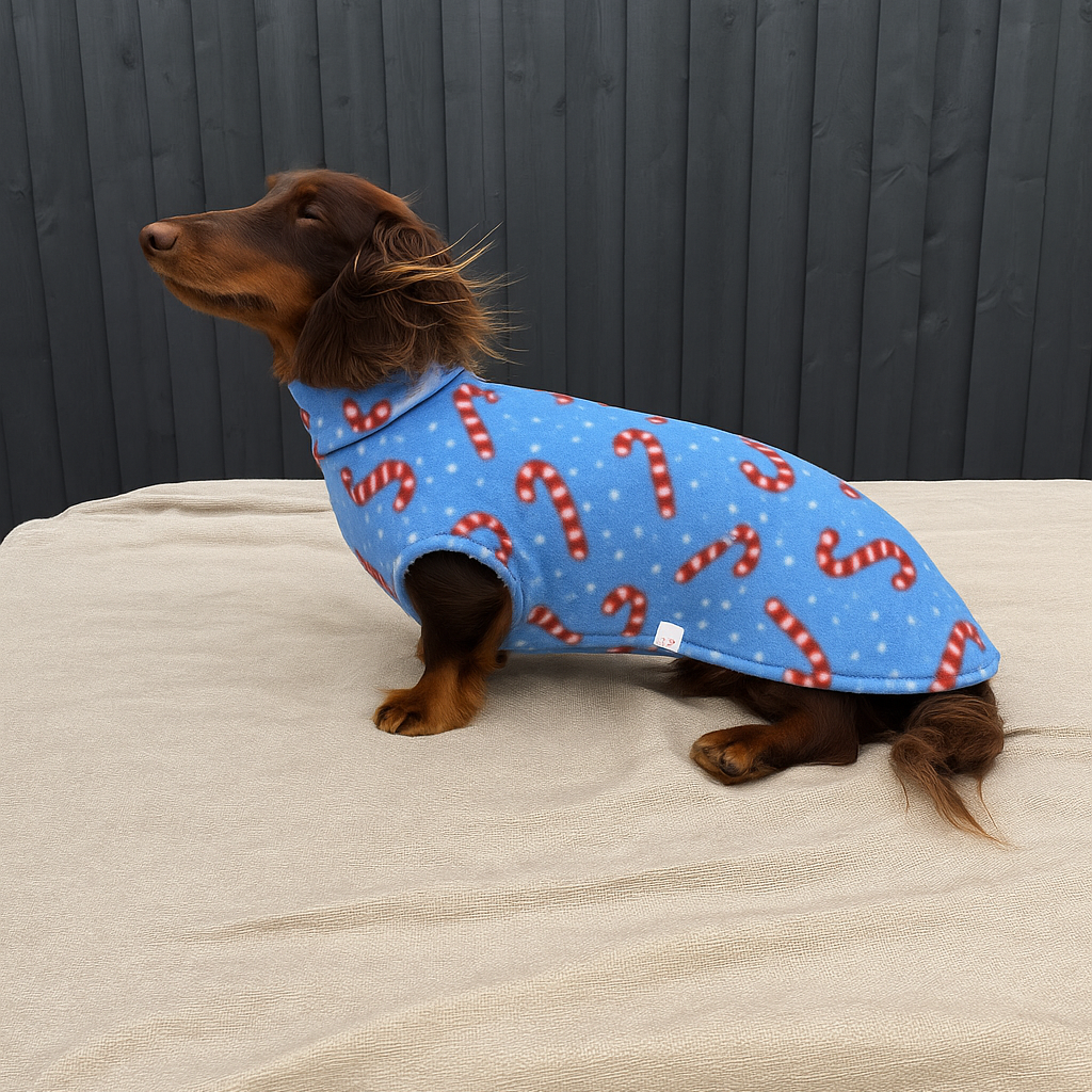 Dog wearing a blue coat with red candy cane patterns on a wooden floor.