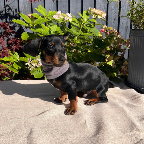 Small black and brown dog wearing a gray sweater standing on a concrete surface with plants and flowers in the background.