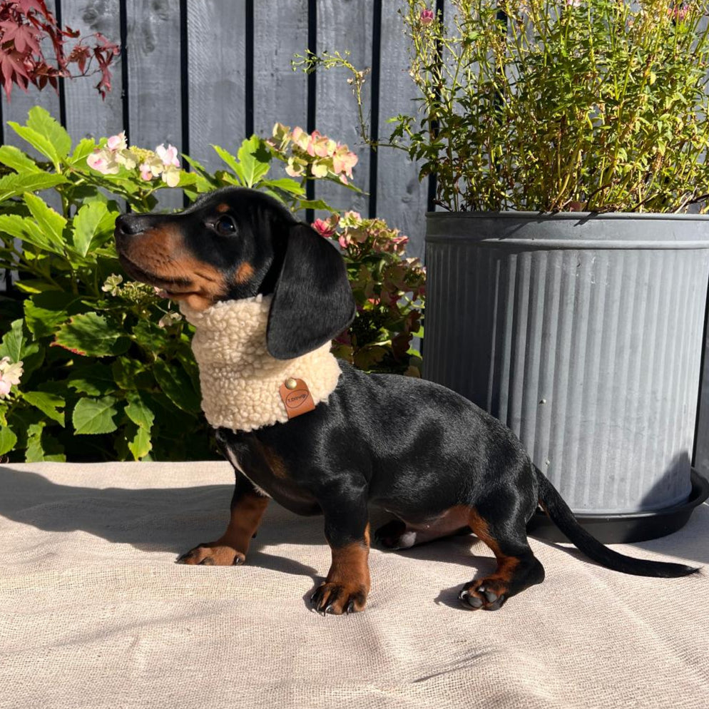 Small dog wearing a sweater standing on a concrete surface with plants and flowers in the background.