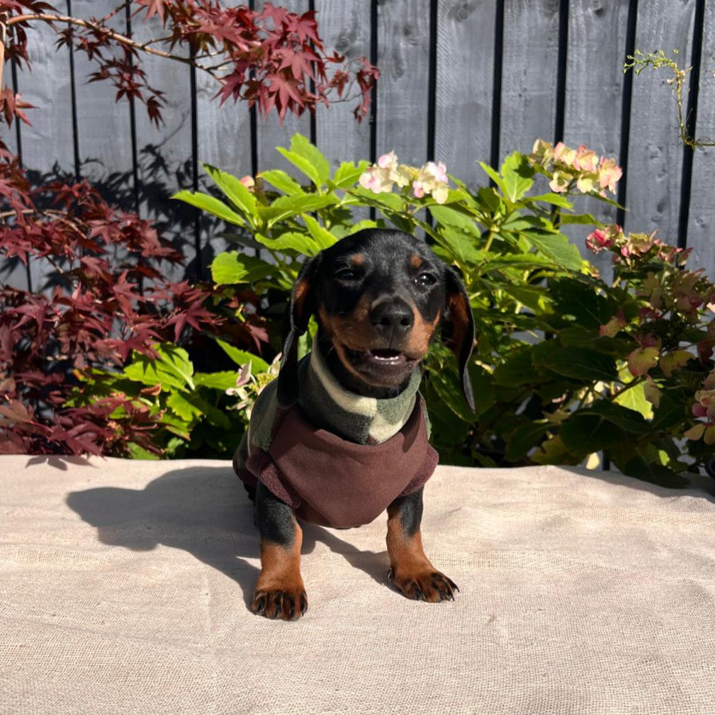 Small dog wearing a sweater standing on a concrete surface with plants in the background