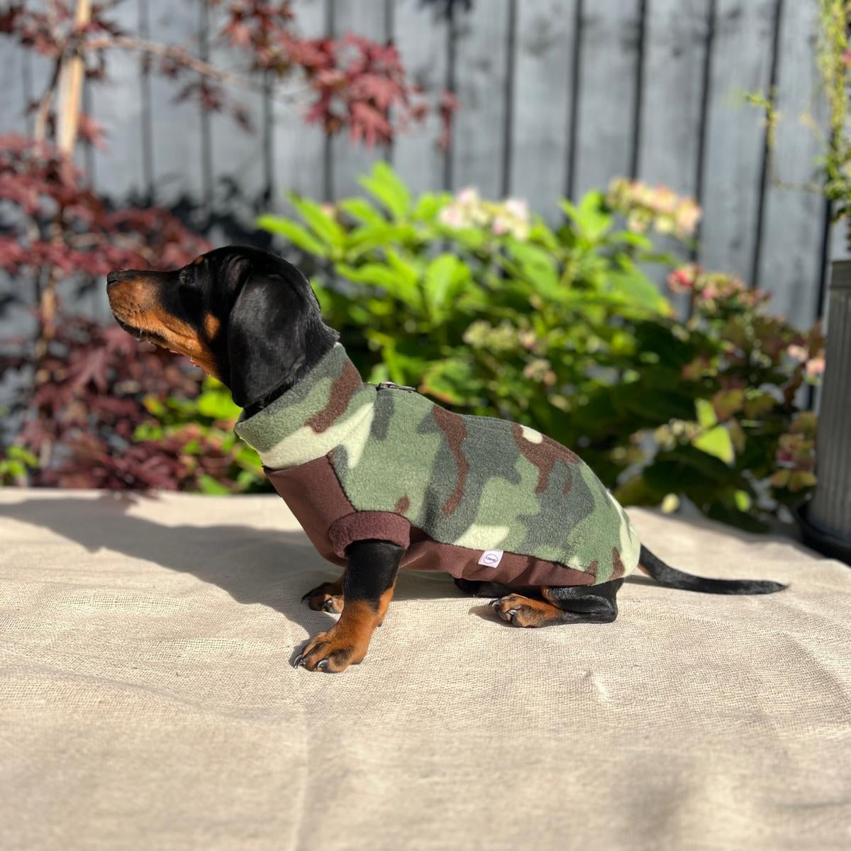 Small dog wearing a camouflage sweater standing on a concrete surface with plants in the background.