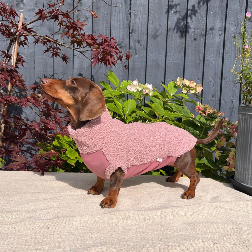 Small dog wearing a pink sweater standing on a patio with a garden background