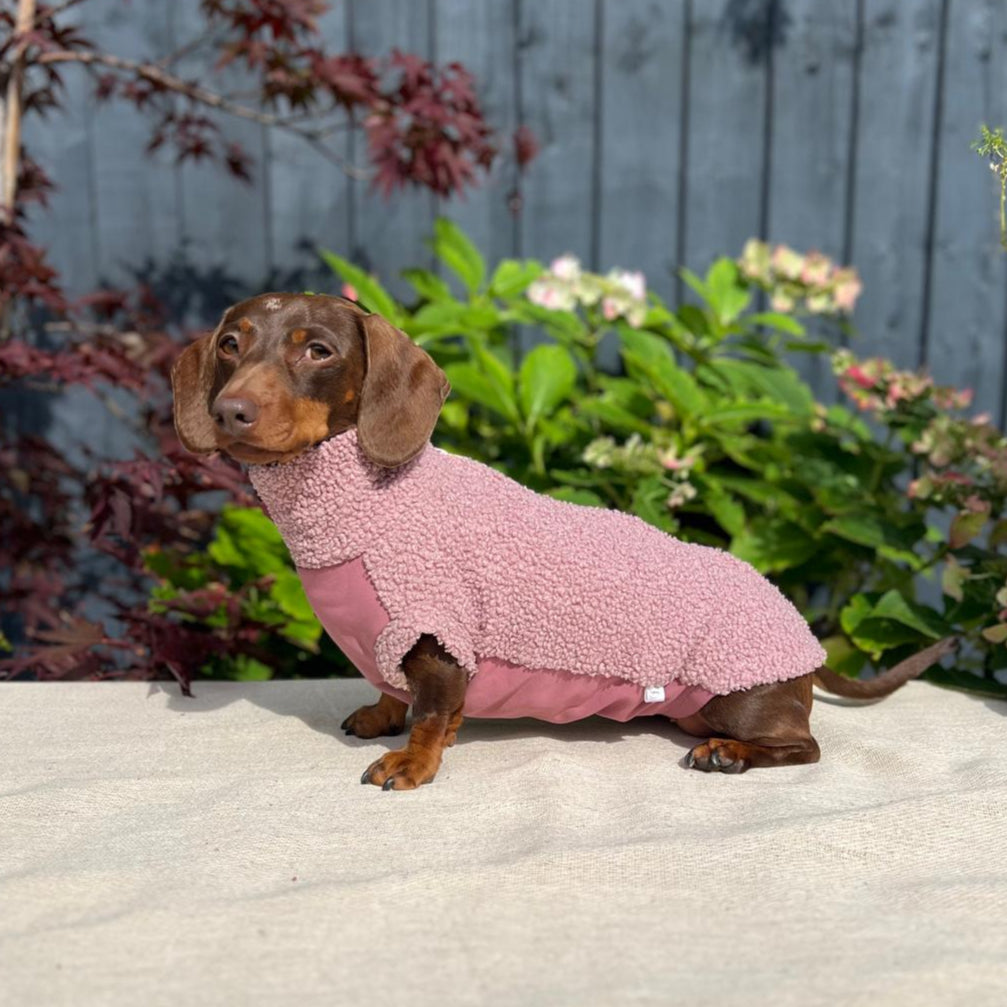 Small dog wearing a pink sweater standing on a concrete surface with plants in the background