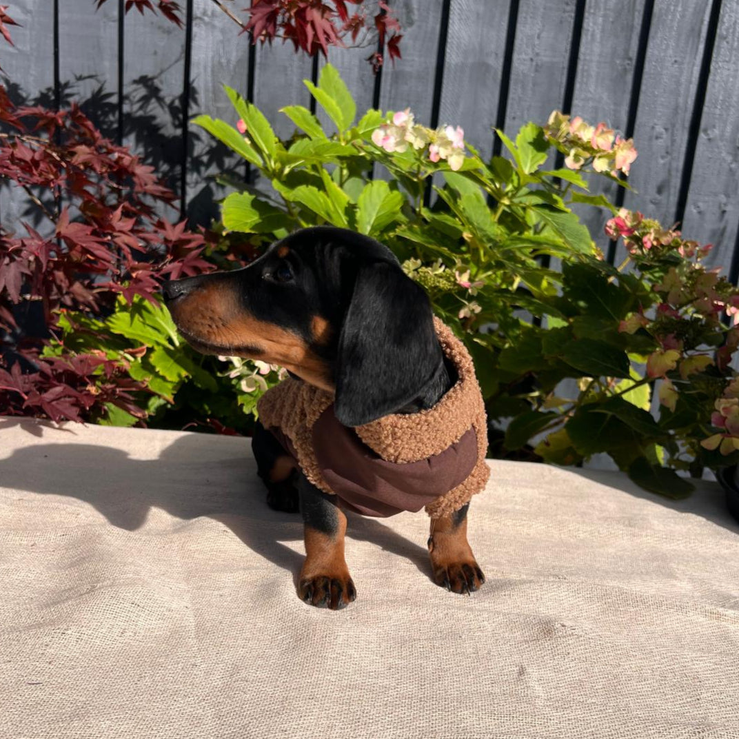 Small dog wearing a brown sweater standing on a concrete surface with plants in the background.