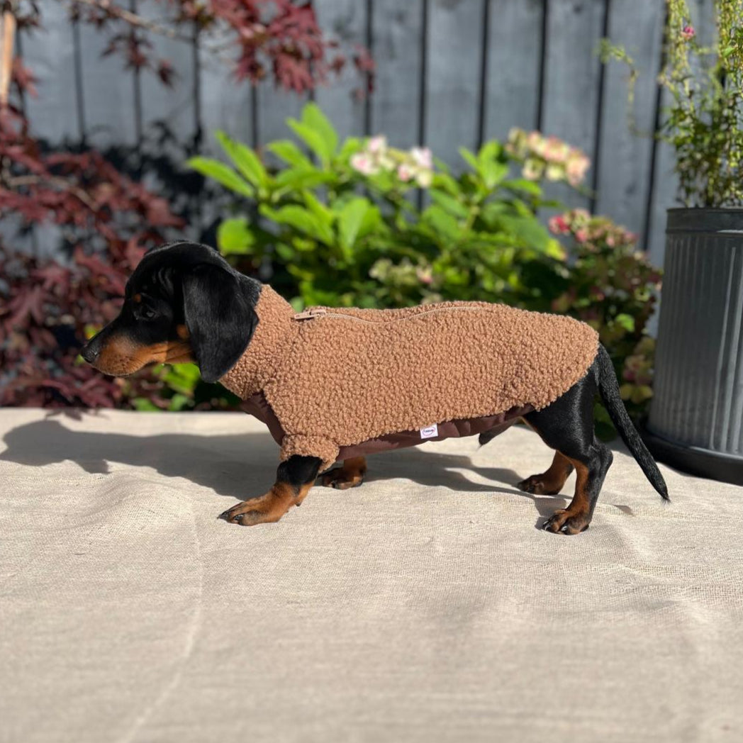 Small dog wearing a brown sweater standing on a patio with plants in the background