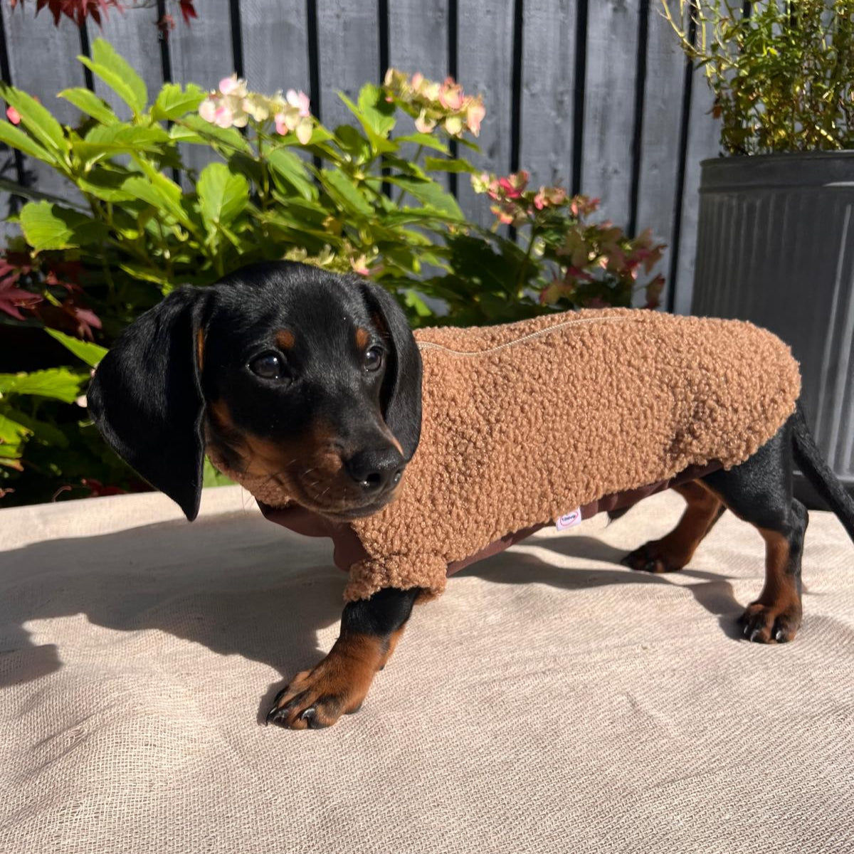 Dachshund wearing a brown sweater standing on a patio with plants in the background