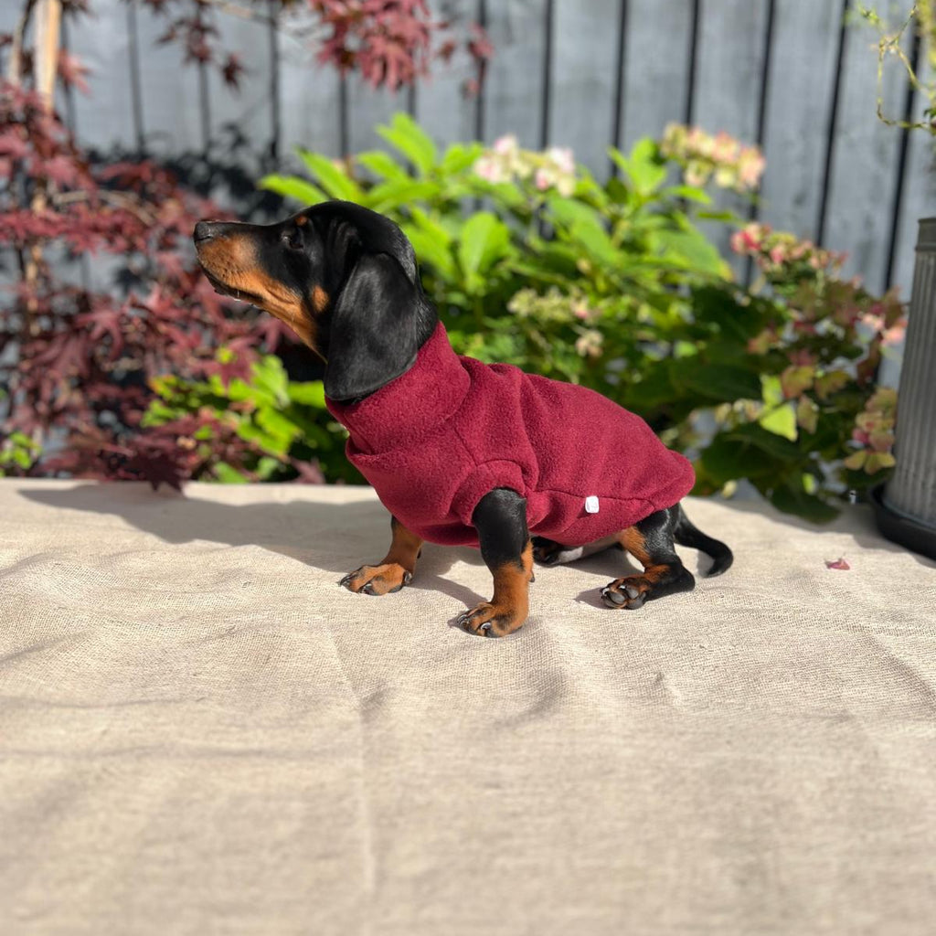 Small dog wearing a red sweater standing on a concrete surface with plants in the background