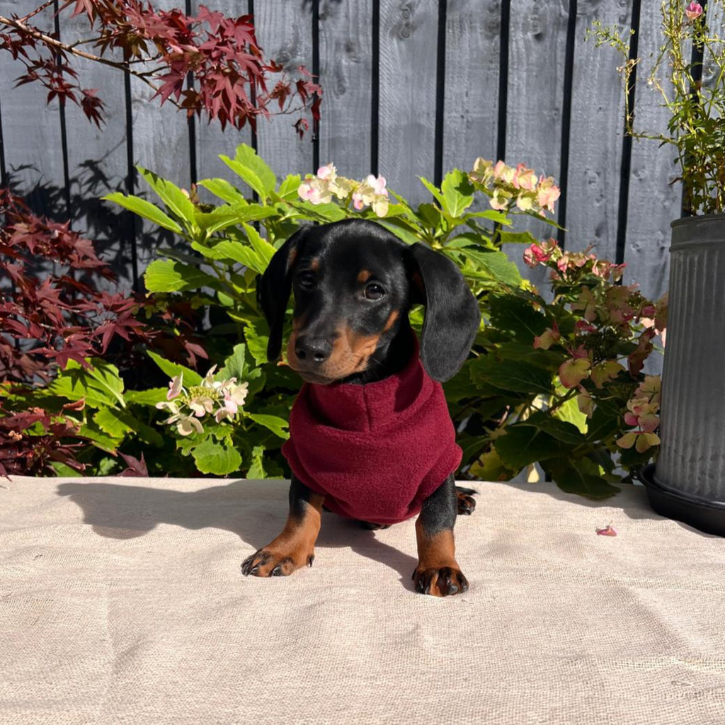 Extra small dachshund fleece