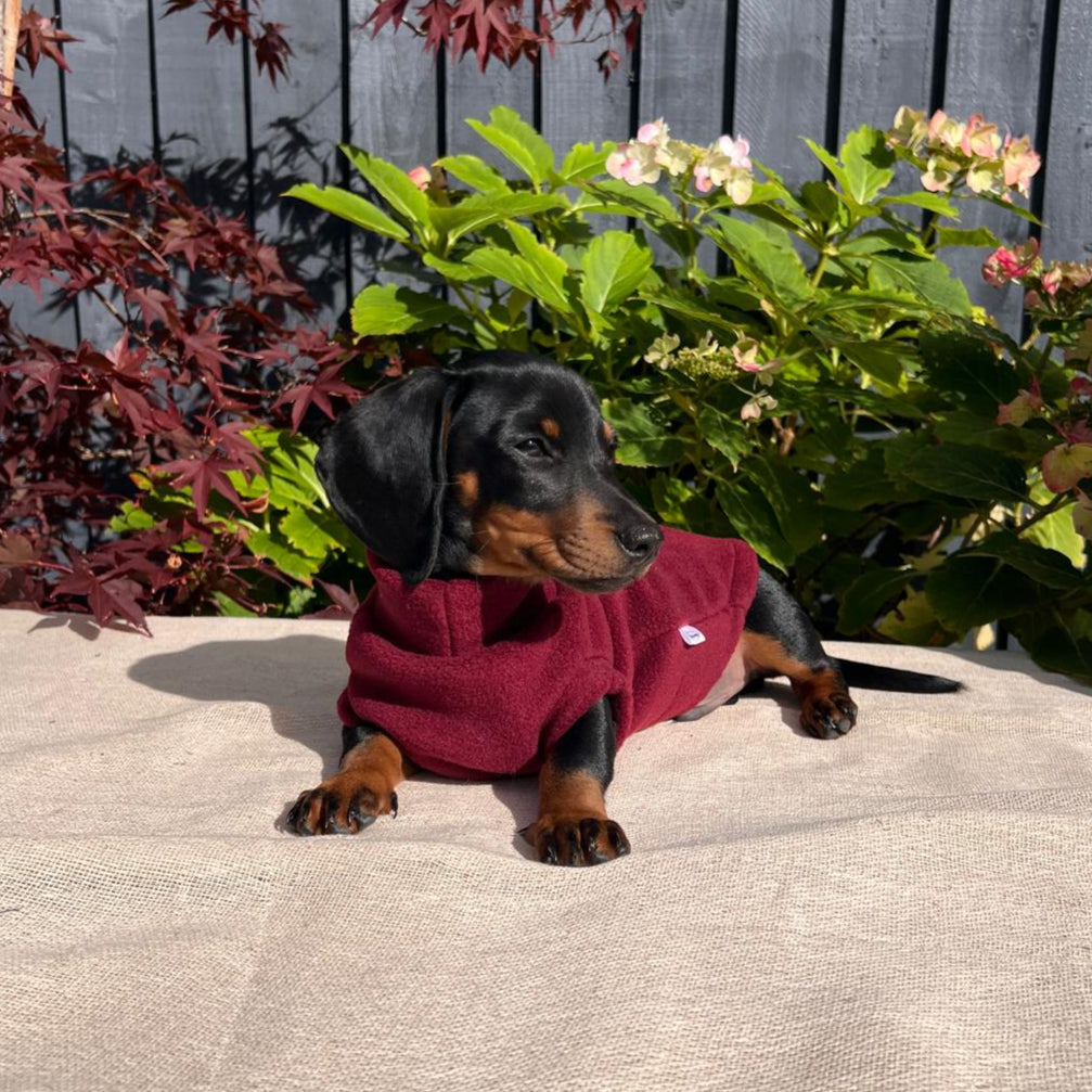 Extra small dachshund fleece