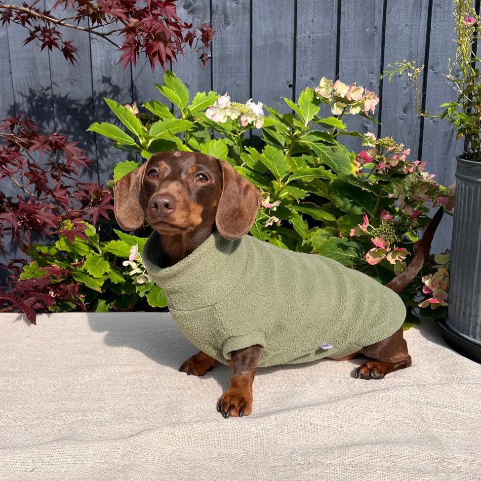 Dachshund wearing a green sweater standing on a stone surface with plants and flowers in the background.