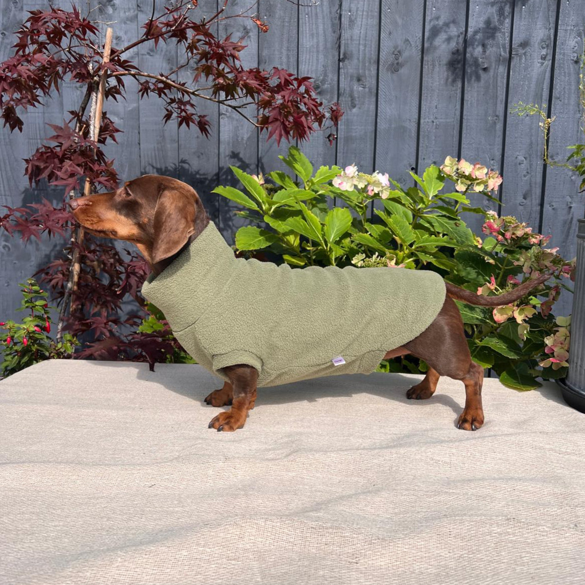 Small dog wearing a green sweater standing on a wooden deck with plants in the background