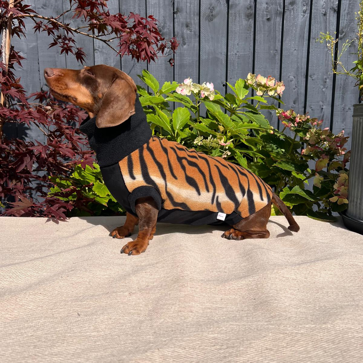 Dachshund wearing a tiger-striped sweater sitting on a stone surface with a wooden fence and plants in the background.