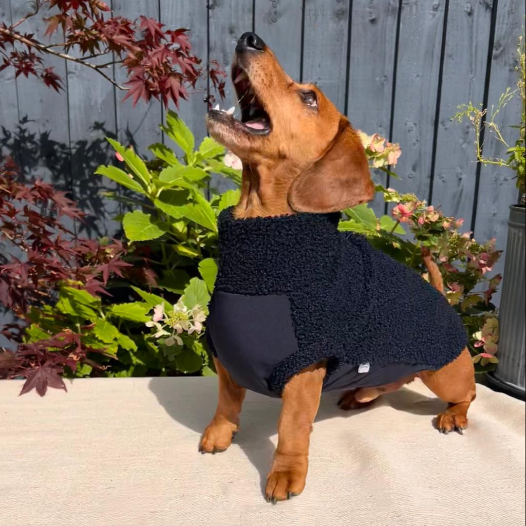 Dog wearing a navy blue sweater outdoors on a sunny day
