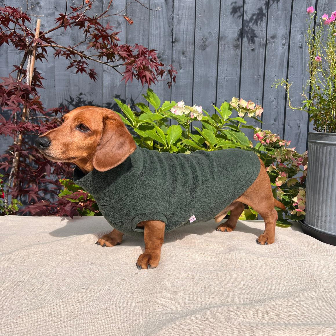 Small dog wearing a green sweater standing on a patio with plants and flowers in the background.
