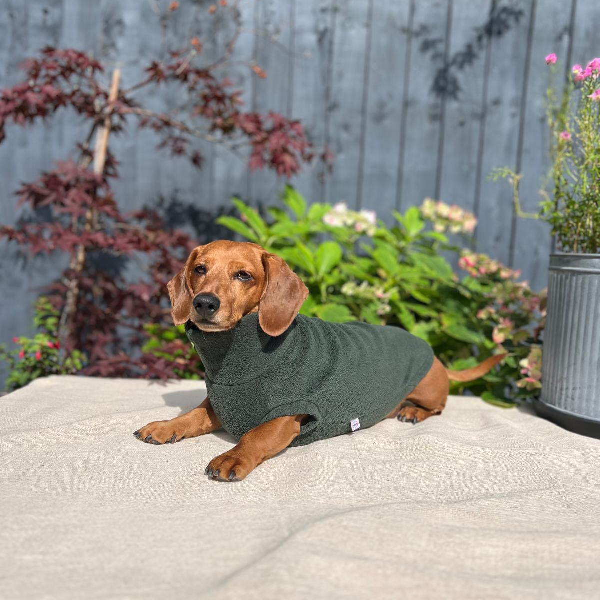 Small dog wearing a green sweater sitting on a stone surface with a garden background