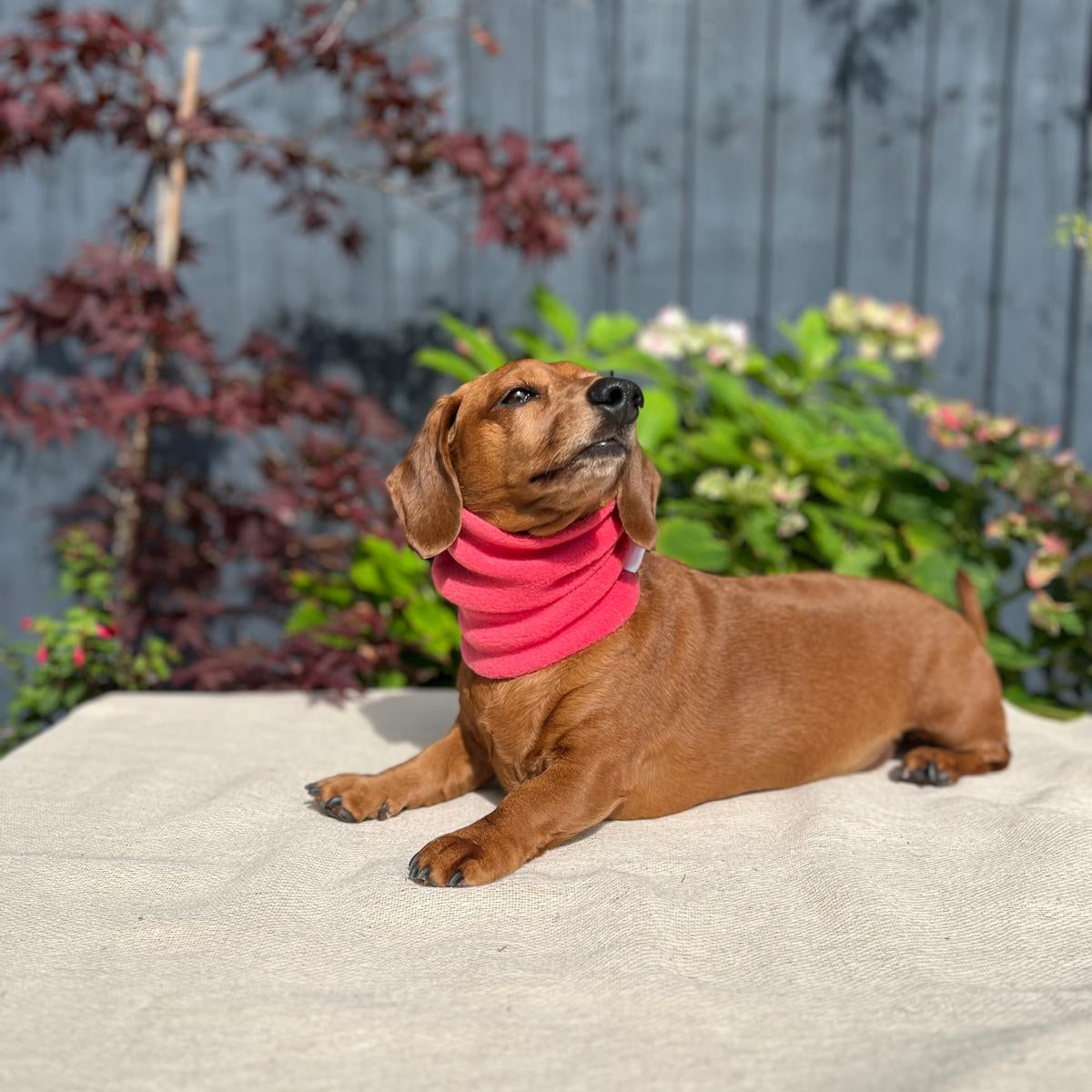 Brown dog wearing a pink sweater sitting on a concrete surface with a garden in the background.