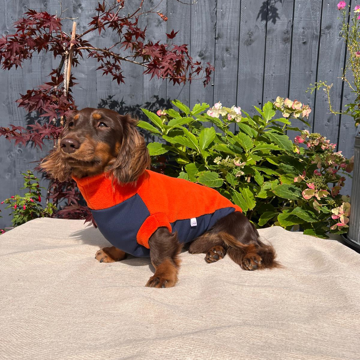 Dog wearing an orange and navy coat standing on a stone surface with a garden background