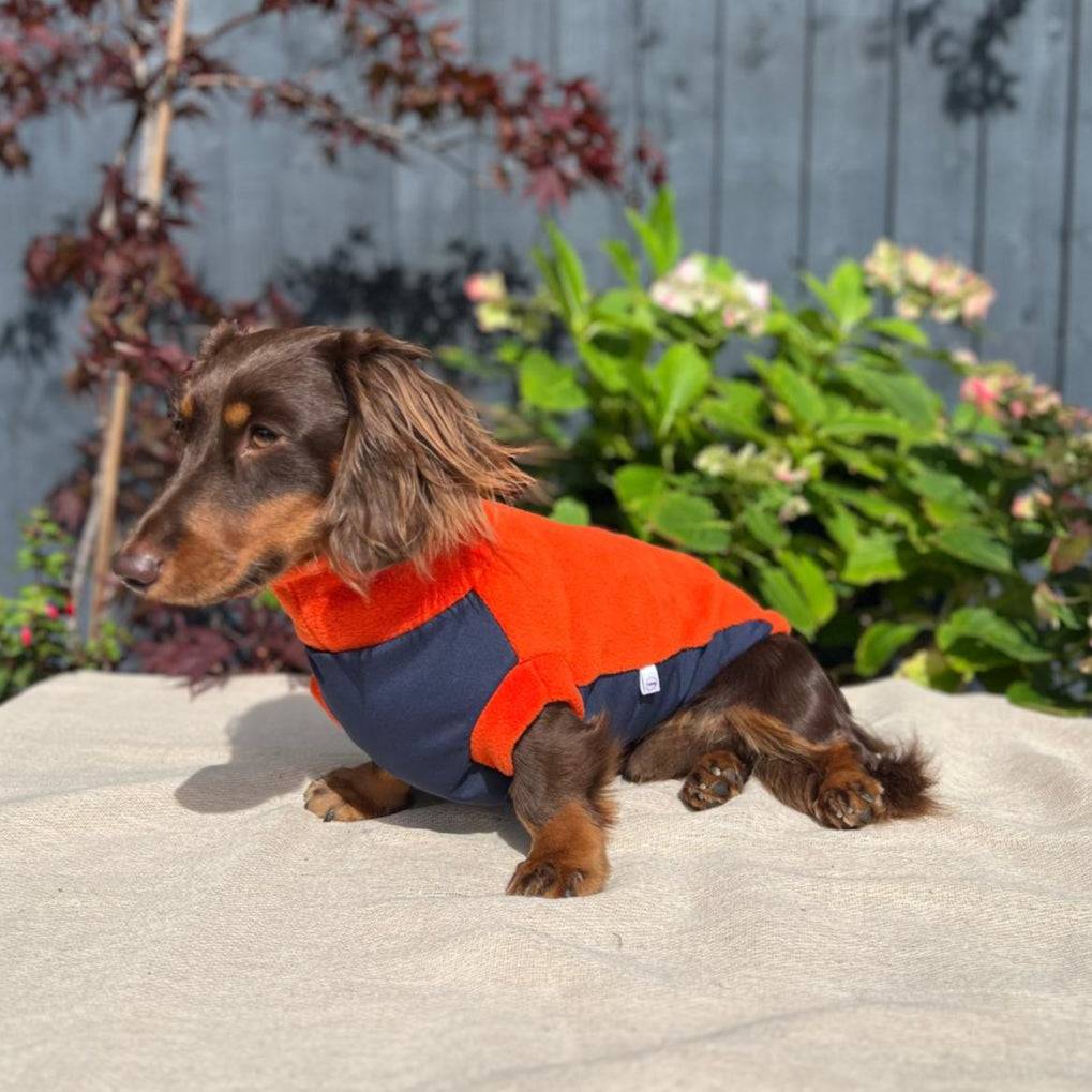 Small dog wearing an orange and navy jacket standing on a concrete surface with a garden in the background.
