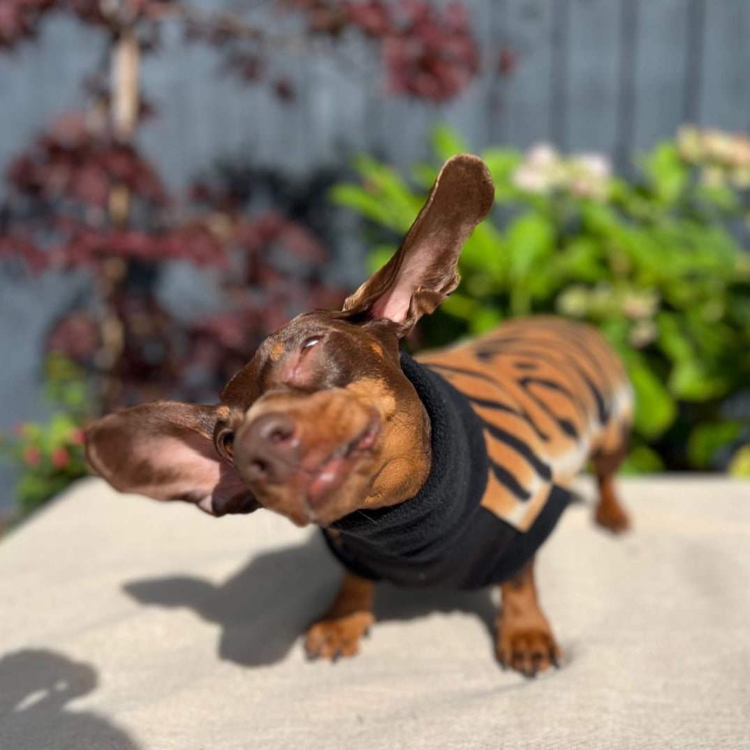Dachshund wearing a black sweater standing on a concrete surface with plants in the background