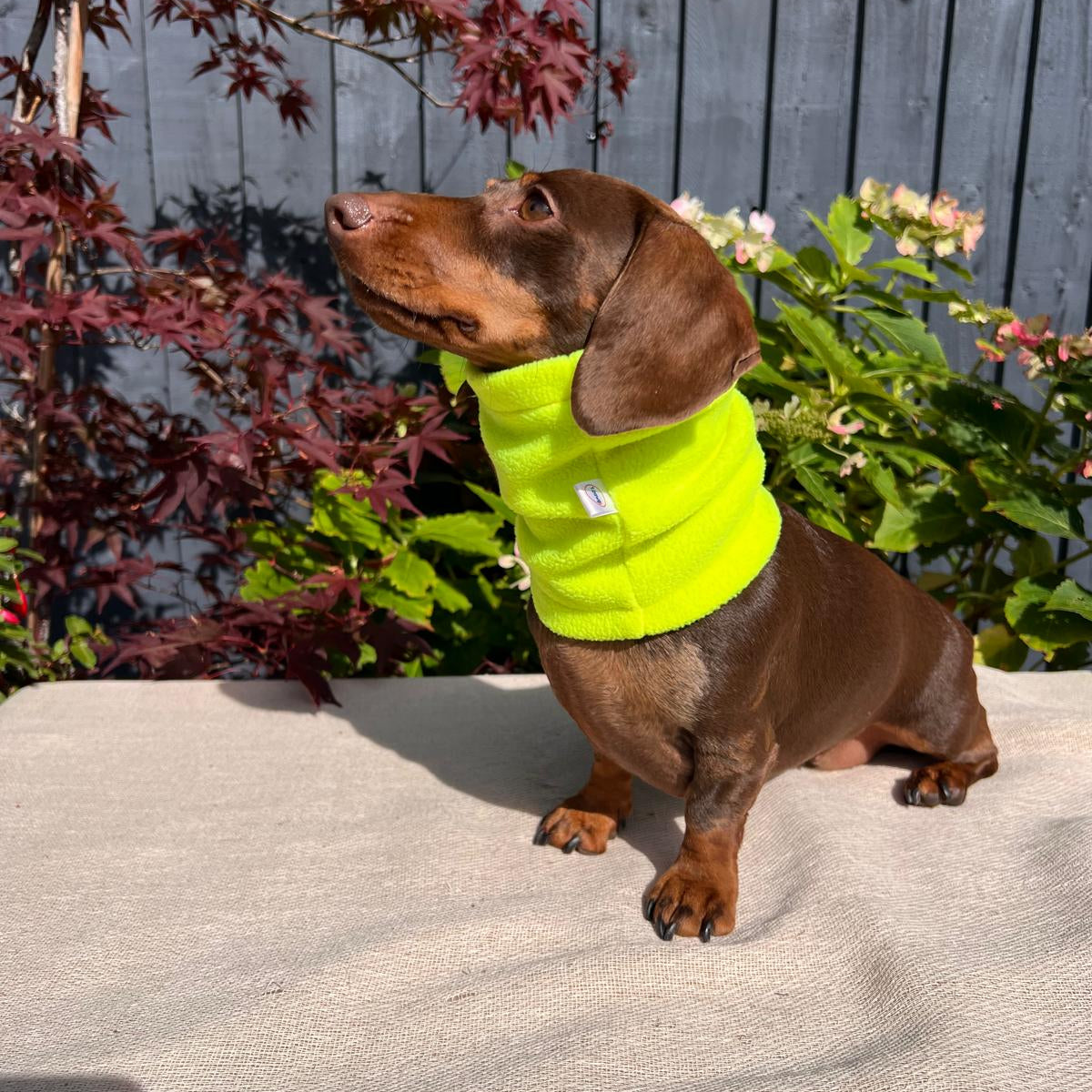Dachshund wearing a bright yellow safety vest standing on a concrete surface with plants in the background.