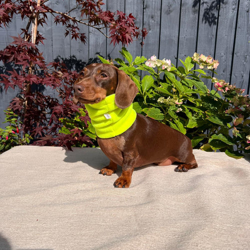 Small dog wearing a bright yellow sweater standing on a wooden deck with plants in the background.