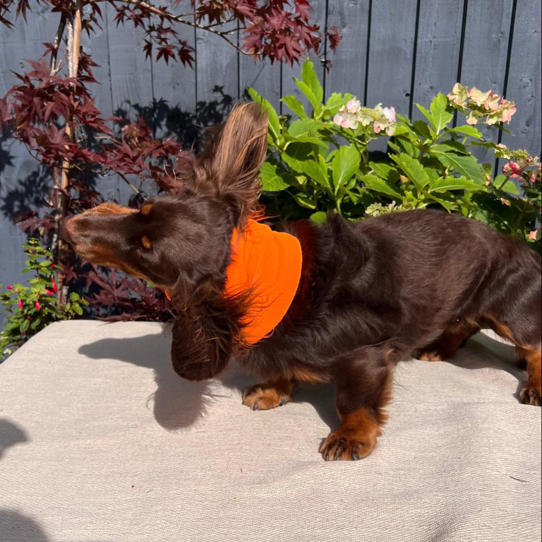 Small dog wearing an orange harness standing on a stone surface with plants in the background