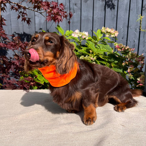 Dog wearing an orange bandana sitting on a concrete surface with plants and a wooden fence in the background.