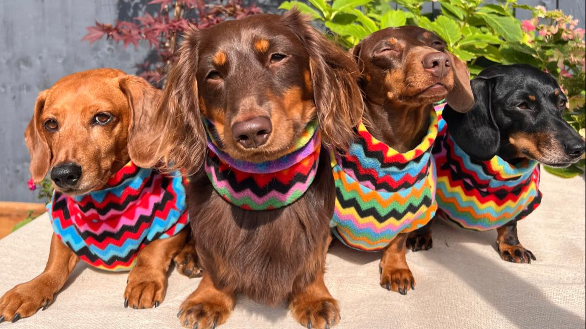 Four dachshunds wearing colorful scarves sitting on a wooden deck with a garden background.