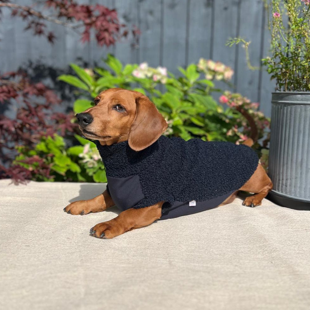 Small dog wearing a dark sweater sitting on a patio with a garden background