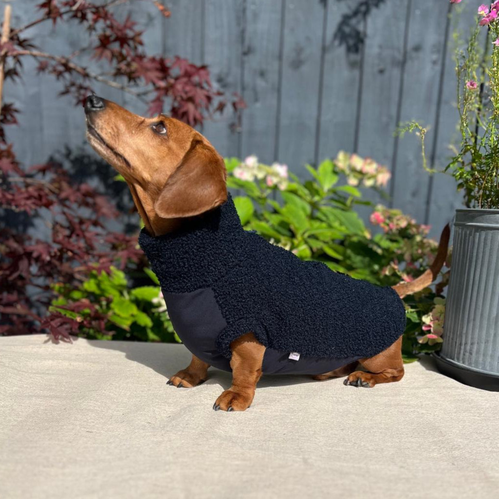 Small dog wearing a black sweater standing on a surface with plants in the background