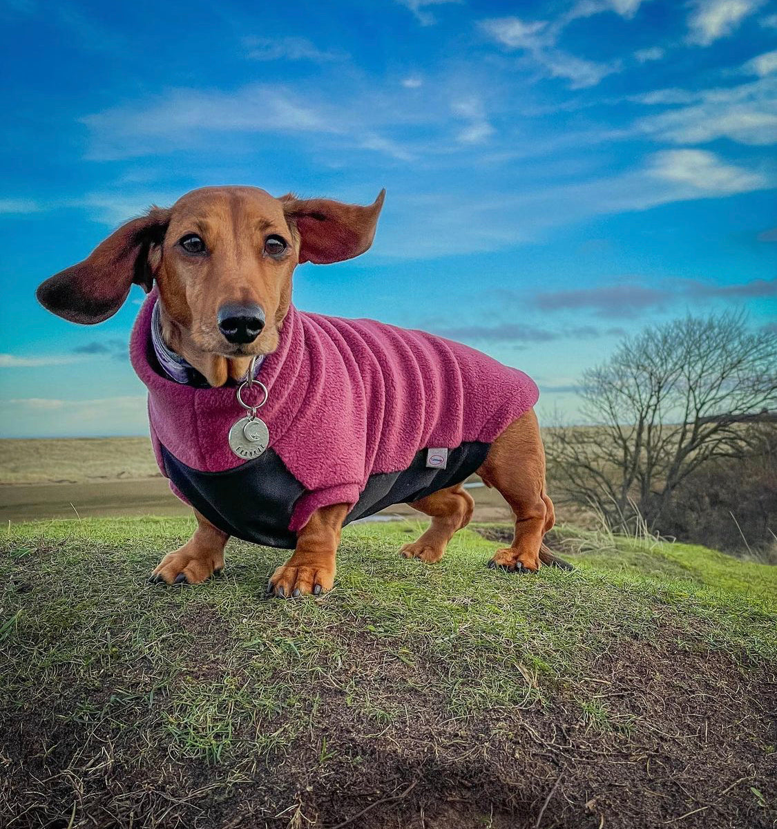 Waterproof large Dachshund fleece image 0